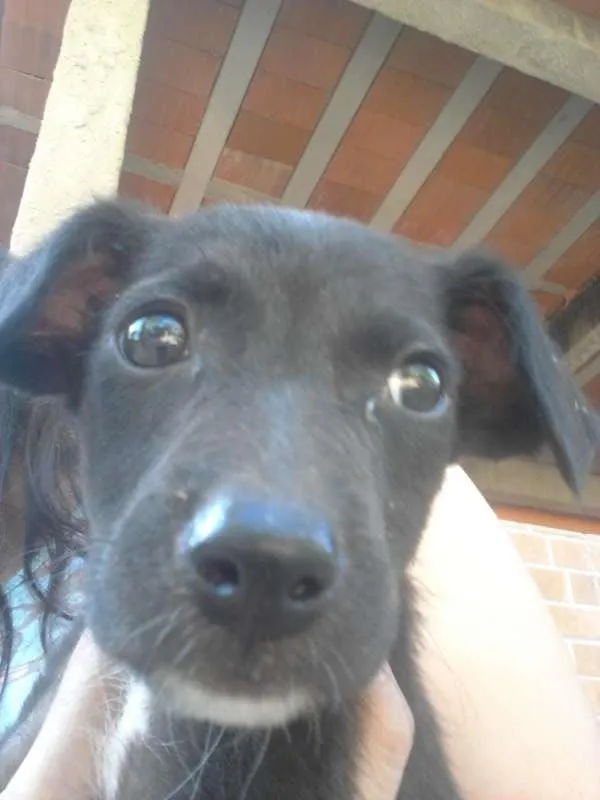 Cachorro ra a SRD idade 2 a 6 meses nome Sem nome