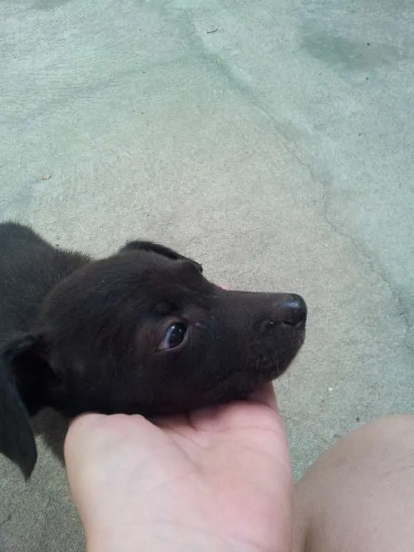 Cachorro ra a SRD idade 2 a 6 meses nome Sem nome