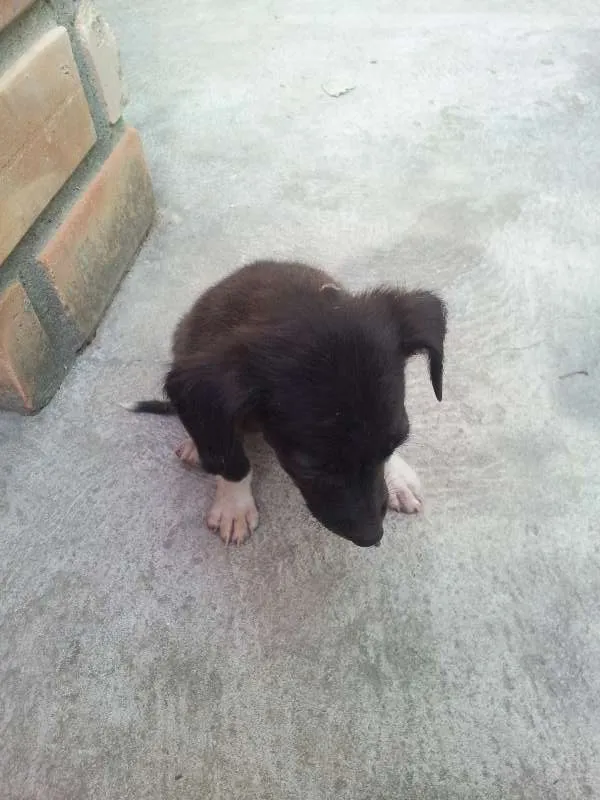 Cachorro ra a SRD idade 2 a 6 meses nome Sem nome