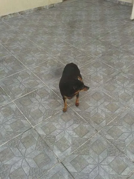 Cachorro ra a Pincher idade 4 anos nome Nike