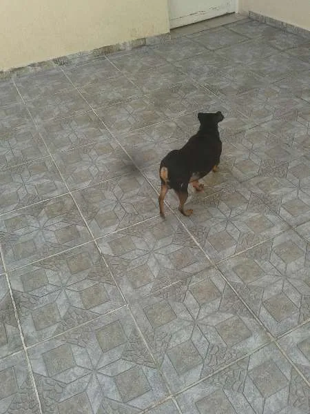 Cachorro ra a Pincher idade 4 anos nome Nike
