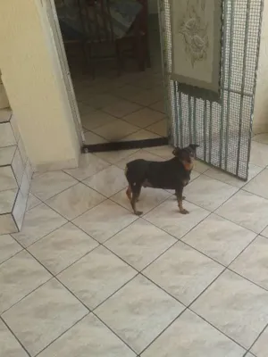 Cachorro raça Pincher idade 4 anos nome Nike
