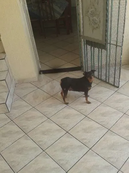 Cachorro ra a Pincher idade 4 anos nome Nike
