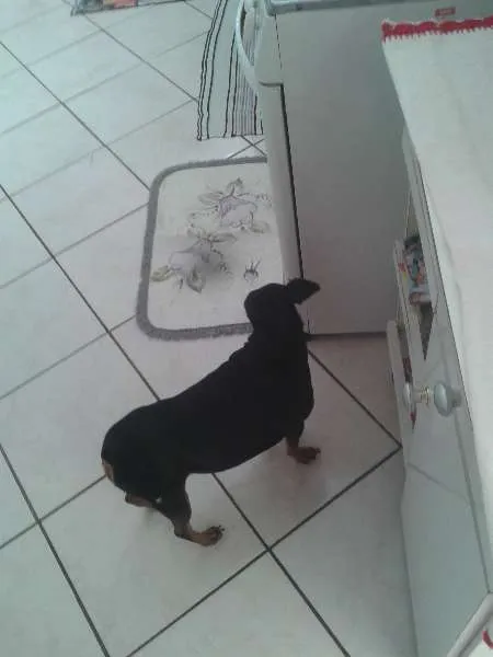 Cachorro ra a Pincher idade 4 anos nome Nike