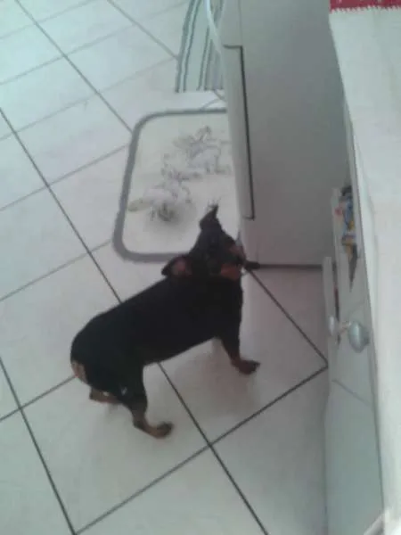 Cachorro ra a Pincher idade 4 anos nome Nike