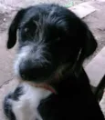 Francisca