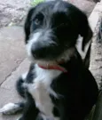 Francisca