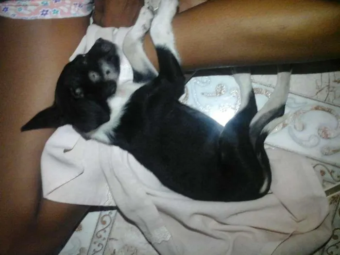 Cachorro raça indefinida idade 2 a 6 meses nome billy