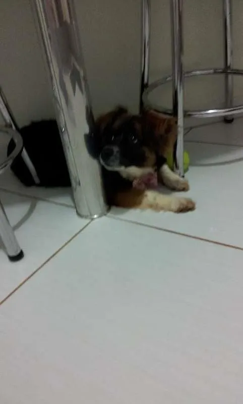 Cachorro ra a SRD idade 1 ano nome Kate