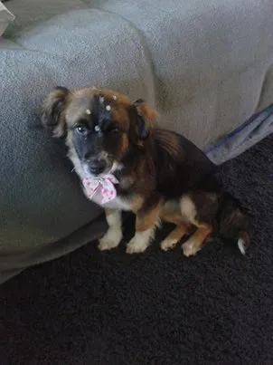Cachorro ra a SRD idade 1 ano nome Kate