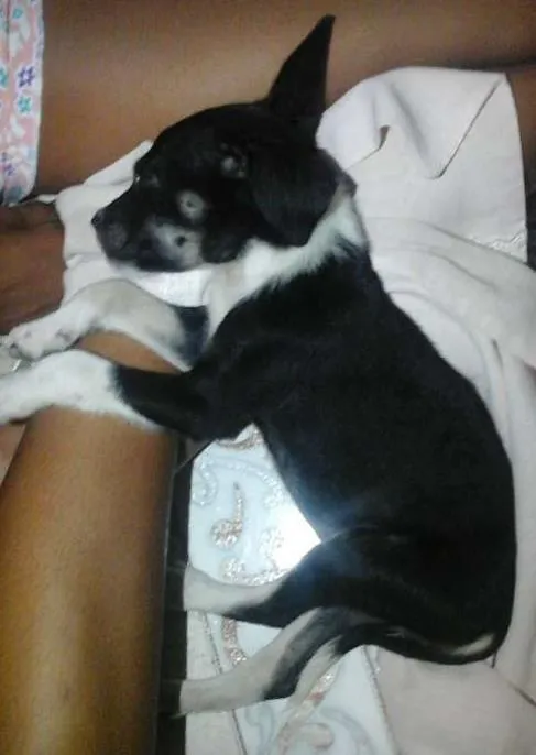 Cachorro raça indefinida idade 2 a 6 meses nome billy