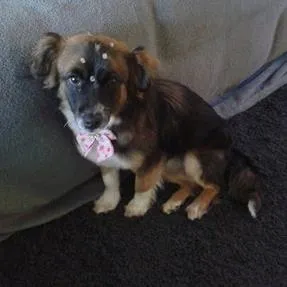 Cachorro ra a SRD idade 1 ano nome Kate