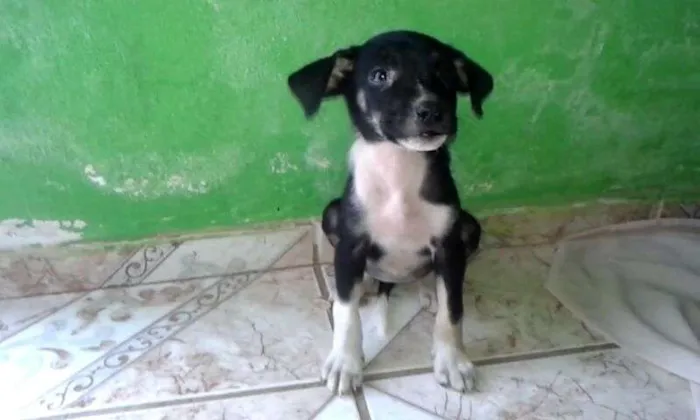 Cachorro raça indefinida idade 2 a 6 meses nome billy