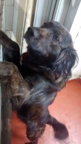 Cachorro raça  idade 2 anos nome teddy