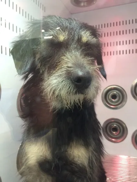 Cachorro ra a Vira Lata idade 1 ano nome Belinha
