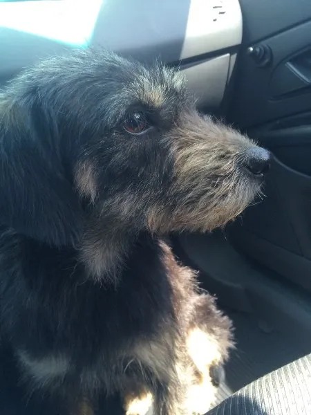 Cachorro ra a Vira Lata idade 1 ano nome Belinha