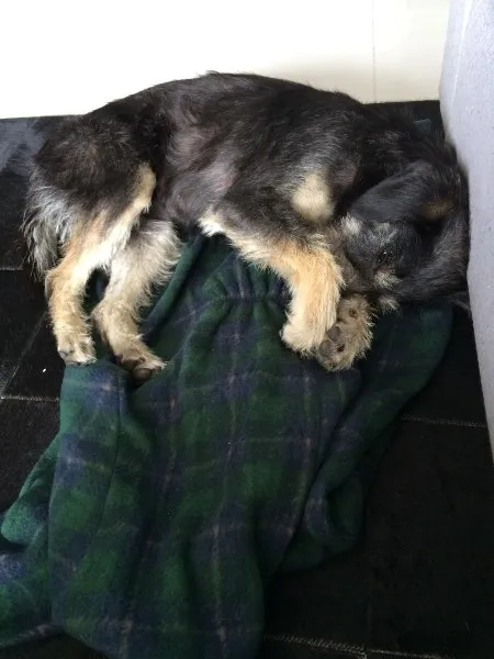 Cachorro ra a Vira Lata idade 1 ano nome Belinha
