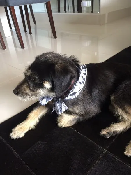 Cachorro ra a Vira Lata idade 1 ano nome Belinha