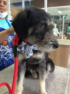 Cachorro raça Vira Lata idade 1 ano nome Belinha