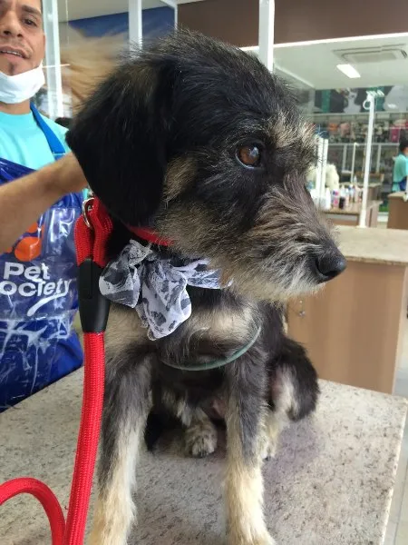 Cachorro ra a Vira Lata idade 1 ano nome Belinha