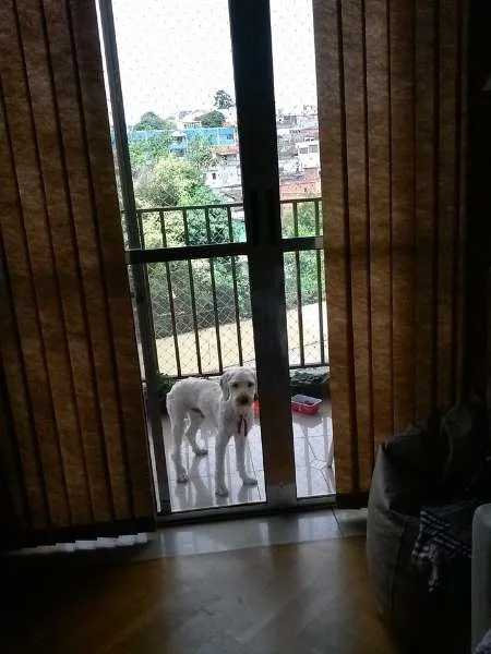Cachorro ra a mistura poodle e vira lata idade 2 anos nome Desconheço
