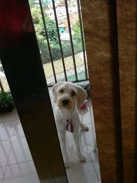 Cachorro ra a mistura poodle e vira lata idade 2 anos nome Desconheço