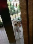 Desconheço