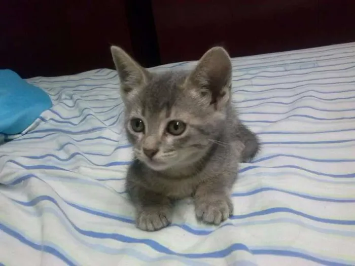 Gato ra a doméstico idade 2 a 6 meses nome mia