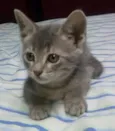 mia
