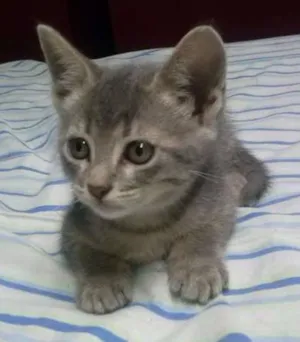 Gato raça doméstico idade 2 a 6 meses nome mia