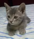 mia