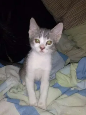 Gato raça doméstico idade 2 a 6 meses nome fofinha