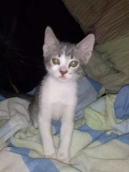 Gato ra a doméstico idade 2 a 6 meses nome fofinha