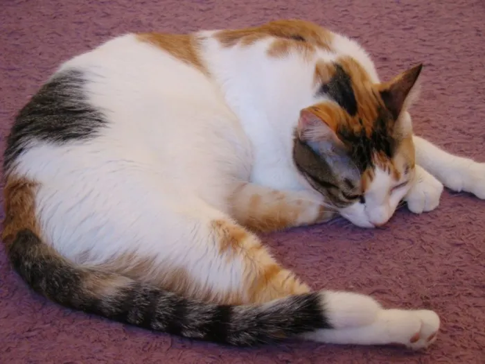 Gato raça Sem raça definida idade 3 anos nome Laila