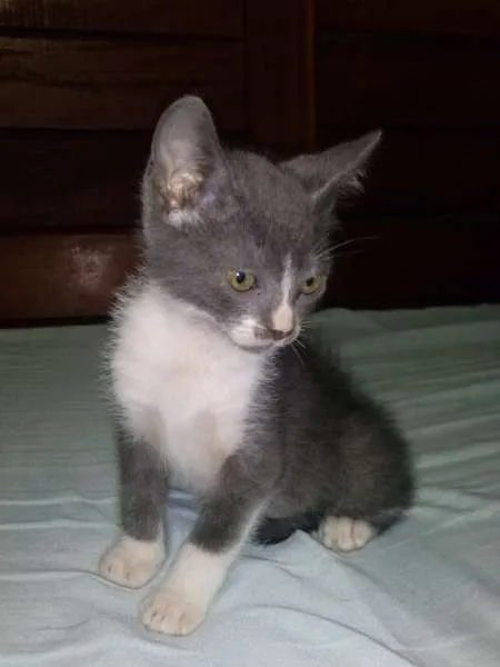 Gato ra a doméstico idade 2 a 6 meses nome dunga
