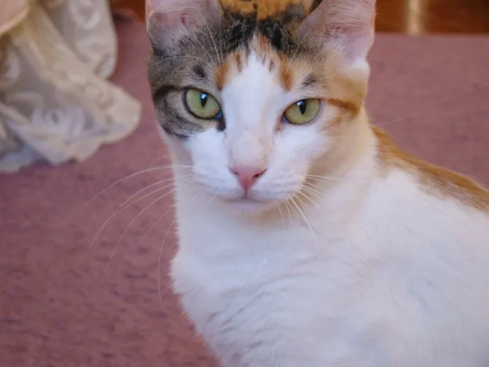 Gato raça Sem raça definida idade 3 anos nome Laila