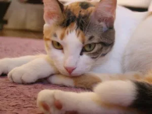 Gato raça Sem raça definida idade 3 anos nome Laila