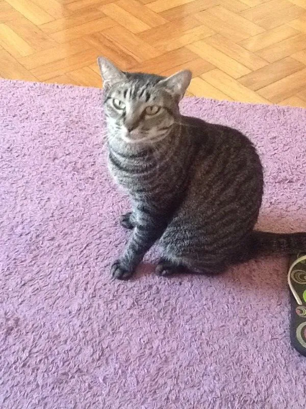 Gato raça Sem raça definida  idade 4 anos nome Jambo