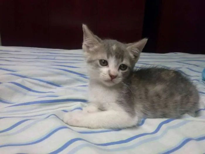 Gato ra a domestico idade 2 a 6 meses nome jujuba