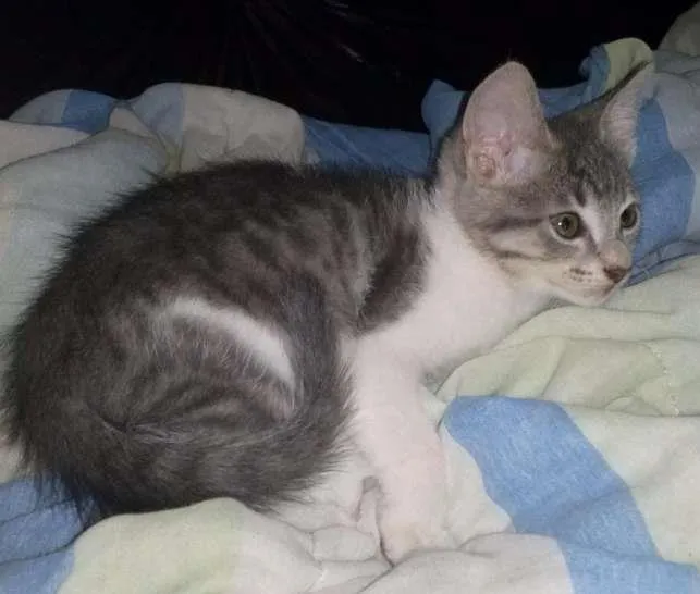 Gato ra a domestico idade 2 a 6 meses nome Jane
