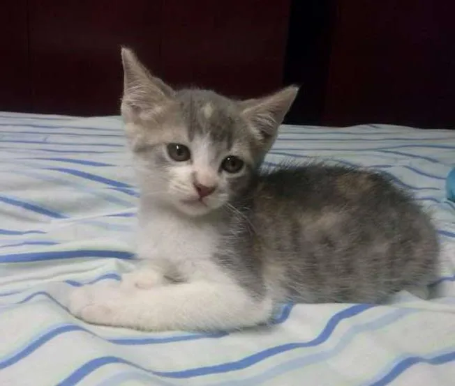 Gato ra a domestico idade 2 a 6 meses nome jujuba