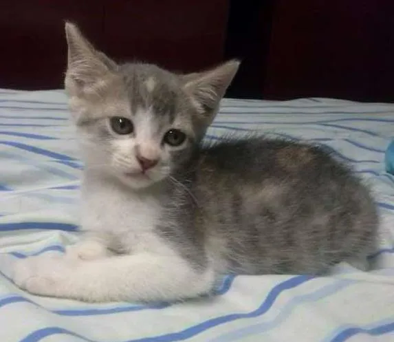 Gato ra a domestico idade 2 a 6 meses nome jujuba
