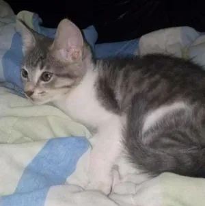 Gato raça domestico idade 2 a 6 meses nome Jane