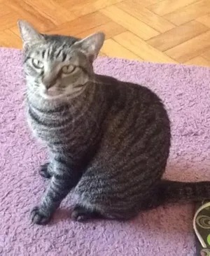 Gato raça Sem raça definida  idade 4 anos nome Jambo