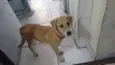 Aysha