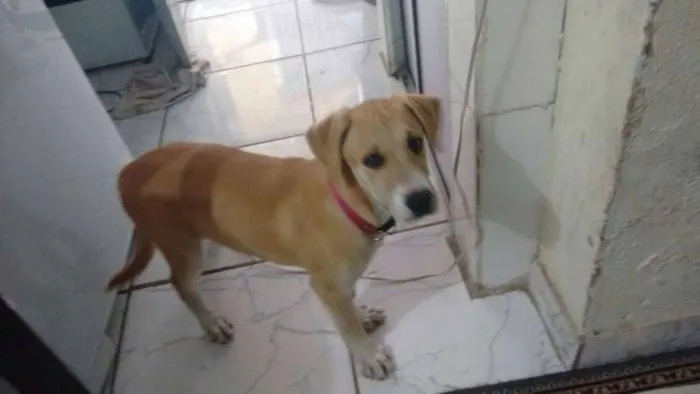 Cachorro raça vira lata idade 7 a 11 meses nome Aysha