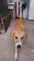 Aysha