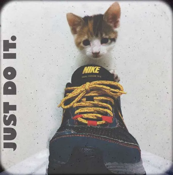 Gato ra a SRD idade Abaixo de 2 meses nome Emma