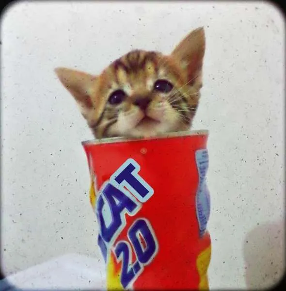Gato ra a SRD idade Abaixo de 2 meses nome Eevee