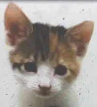 Gato ra a SRD idade Abaixo de 2 meses nome Emma